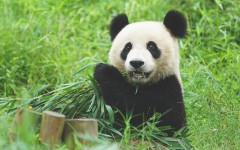 Desktop image. Animals. ID:84035