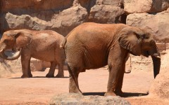 Desktop image. Animals. ID:84037