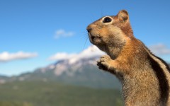 Desktop image. Animals. ID:84039