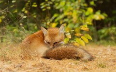 Desktop image. Animals. ID:84049