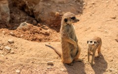 Desktop image. Animals. ID:84118