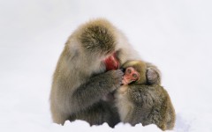 Desktop image. Animals. ID:84353