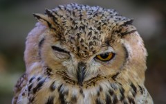 Desktop image. Animals. ID:84438