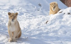 Desktop image. Animals. ID:84480