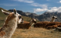Desktop image. Animals. ID:84488