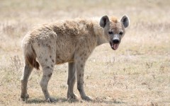 Desktop image. Animals. ID:84489