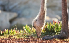 Desktop image. Animals. ID:84672