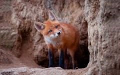 Desktop image. Animals. ID:84748