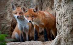 Desktop image. Animals. ID:84749