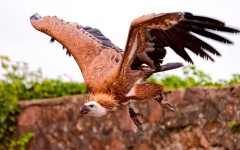 Desktop image. Animals. ID:84813