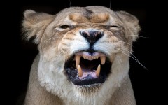 Desktop image. Animals. ID:84861
