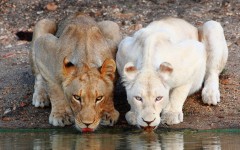 Desktop image. Animals. ID:84886