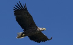 Desktop image. Animals. ID:84914