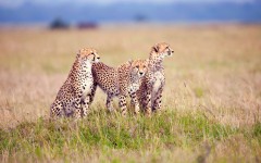 Desktop image. Animals. ID:84929