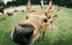 Desktop image. Animals. ID:84940