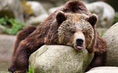 Desktop image. Animals. ID:84996