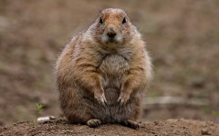 Desktop image. Animals. ID:85025