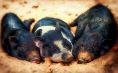 Desktop image. Animals. ID:85039