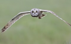 Desktop image. Animals. ID:85044