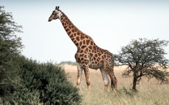 Desktop image. Animals. ID:85045