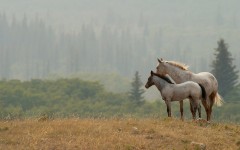 Desktop image. Animals. ID:85096
