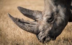 Desktop image. Animals. ID:85108