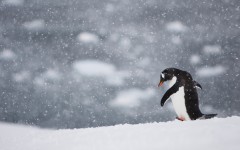 Desktop image. Animals. ID:85133
