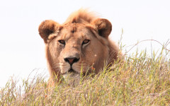 Desktop image. Animals. ID:85162