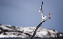 Desktop image. Animals. ID:85165