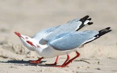 Desktop image. Animals. ID:85171