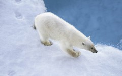 Desktop image. Animals. ID:85172