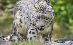 Desktop image. Animals. ID:85217