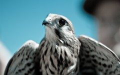 Desktop image. Animals. ID:85230