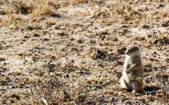 Desktop image. Animals. ID:85358