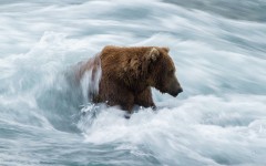 Desktop image. Animals. ID:85368