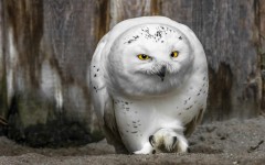 Desktop image. Animals. ID:85394
