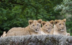 Desktop image. Animals. ID:85459