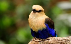 Desktop image. Animals. ID:85497