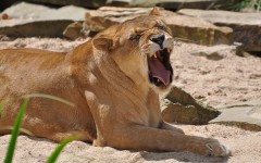 Desktop image. Animals. ID:85502