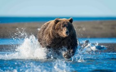 Desktop image. Animals. ID:85504