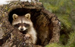 Desktop image. Animals. ID:85544