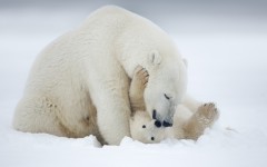 Desktop image. Animals. ID:85552
