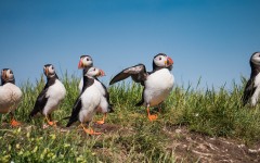 Desktop image. Animals. ID:85658