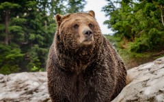 Desktop image. Animals. ID:85695