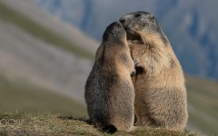 Desktop image. Animals. ID:85700
