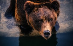 Desktop image. Animals. ID:85742