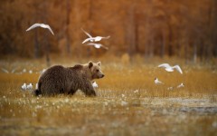 Desktop image. Animals. ID:85744