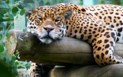 Desktop image. Animals. ID:85754