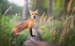 Desktop image. Animals. ID:85755