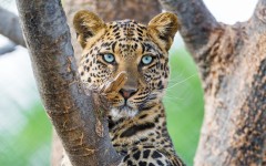 Desktop image. Animals. ID:85775